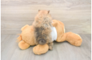 Meet Bubbles - our Pomeranian Puppy Photo  3/3 - Florida Fur Babies Best Pomeranian Baby