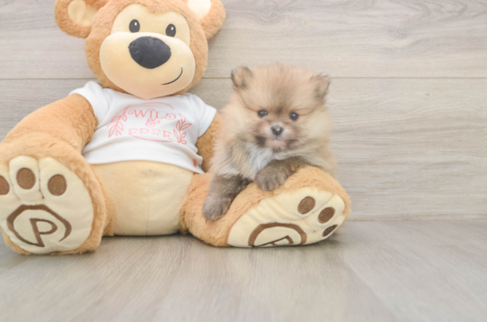 5 week old Pomeranian Puppy For Sale - Florida Fur Babies Best Pomeranian Baby