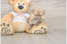 Meet Bubbles - our Pomeranian Puppy Photo  1/3 - Florida Fur Babies Best Pomeranian Baby