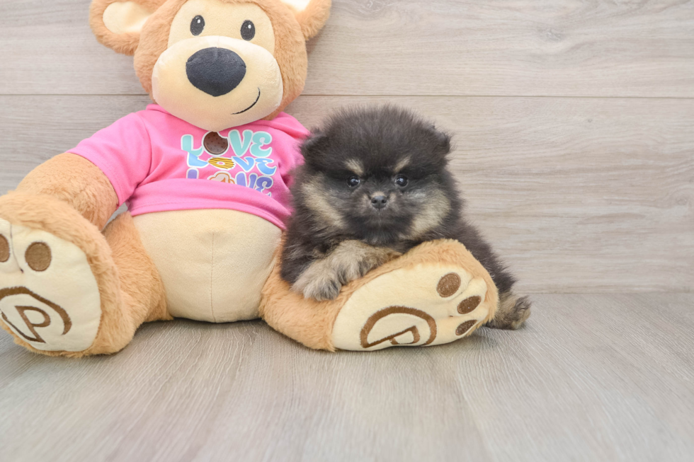 Pomeranian Puppy for Adoption