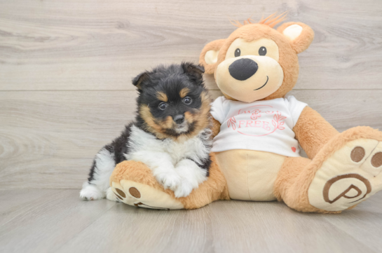 Pomeranian Puppy for Adoption