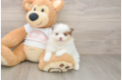 Pomeranian Puppy for Adoption