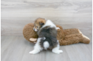 Meet Bubbles - our Pomeranian Puppy Photo 3/3 - Florida Fur Babies