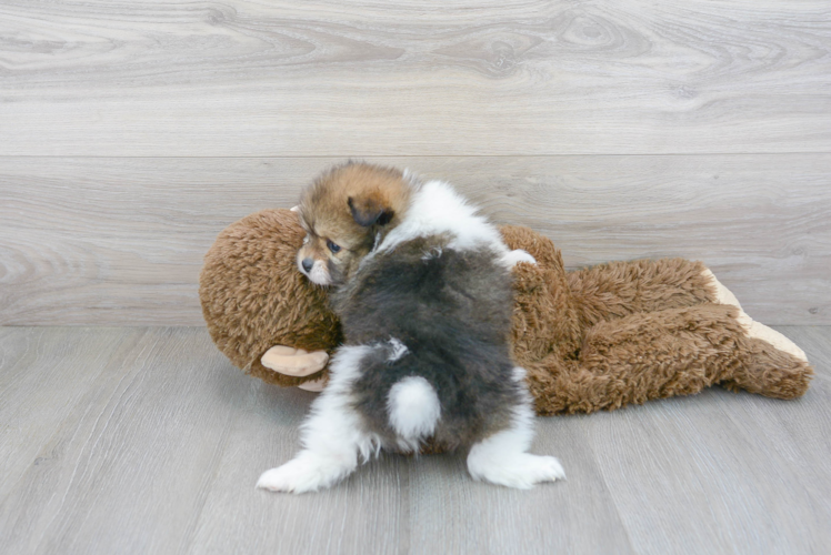 Meet Bubbles - our Pomeranian Puppy Photo 3/3 - Florida Fur Babies