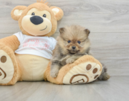 7 week old Pomeranian Puppy For Sale - Florida Fur Babies