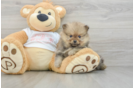 Small Pomeranian Purebred Pup