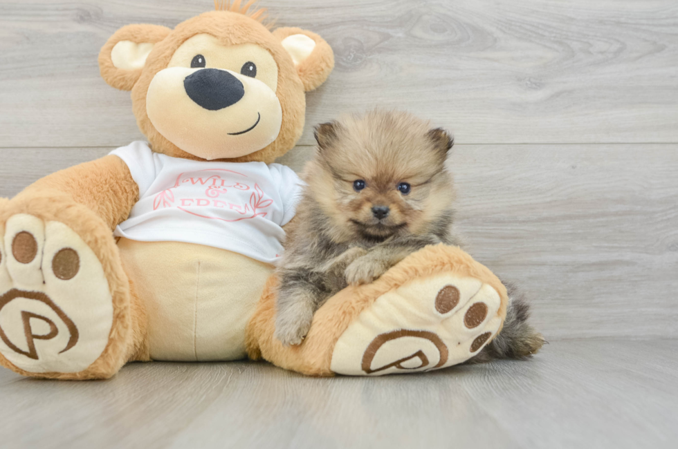6 week old Pomeranian Puppy For Sale - Florida Fur Babies