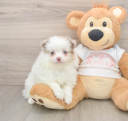 6 week old Pomeranian Puppy For Sale - Florida Fur Babies