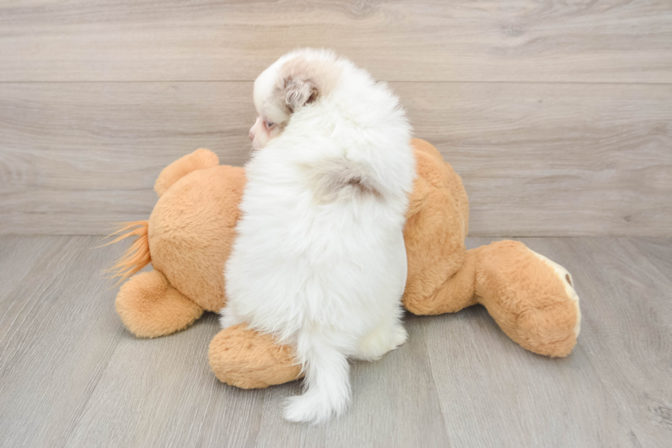 Funny Pomeranian Baby