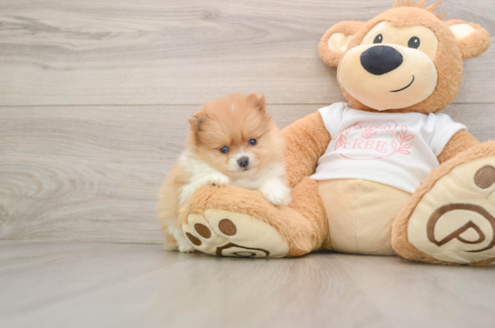 Best Pomeranian Baby