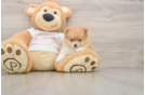 Best Pomeranian Baby