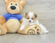 6 week old Pomeranian Puppy For Sale - Florida Fur Babies