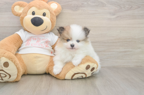 5 week old Pomeranian Puppy For Sale - Florida Fur Babies Funny Pomeranian Purebred Pup