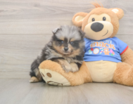 7 week old Pomeranian Puppy For Sale - Florida Fur Babies