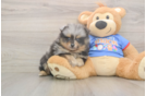 Best Pomeranian Baby