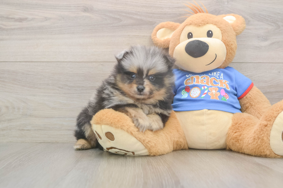 5 week old Pomeranian Puppy For Sale - Florida Fur Babies