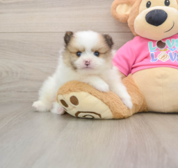 5 week old Pomeranian Puppy For Sale - Florida Fur Babies