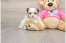 Small Pomeranian Purebred Pup