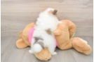 Pomeranian Puppy for Adoption