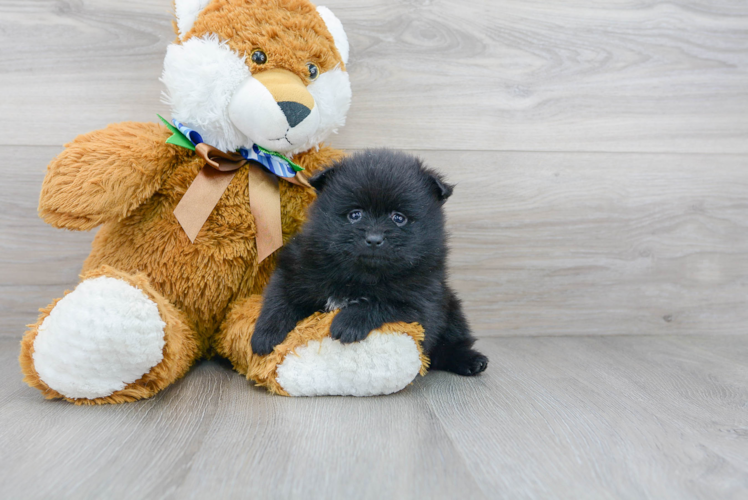 Meet Burton - our Pomeranian Puppy Photo 1/3 - Florida Fur Babies
