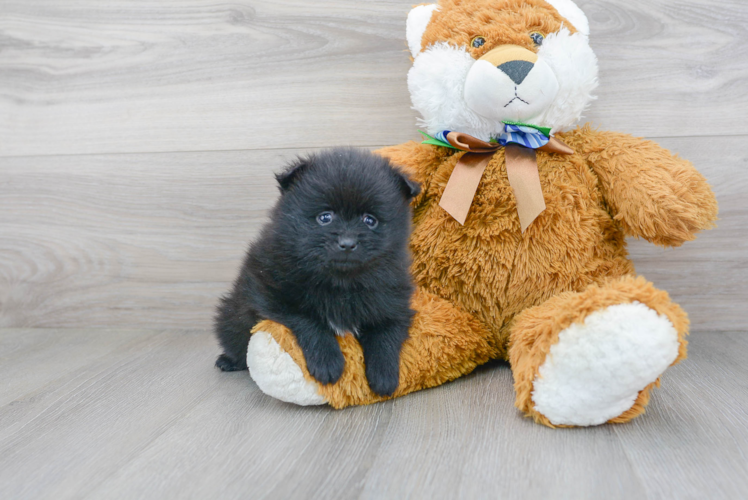 Meet Burton - our Pomeranian Puppy Photo 2/3 - Florida Fur Babies