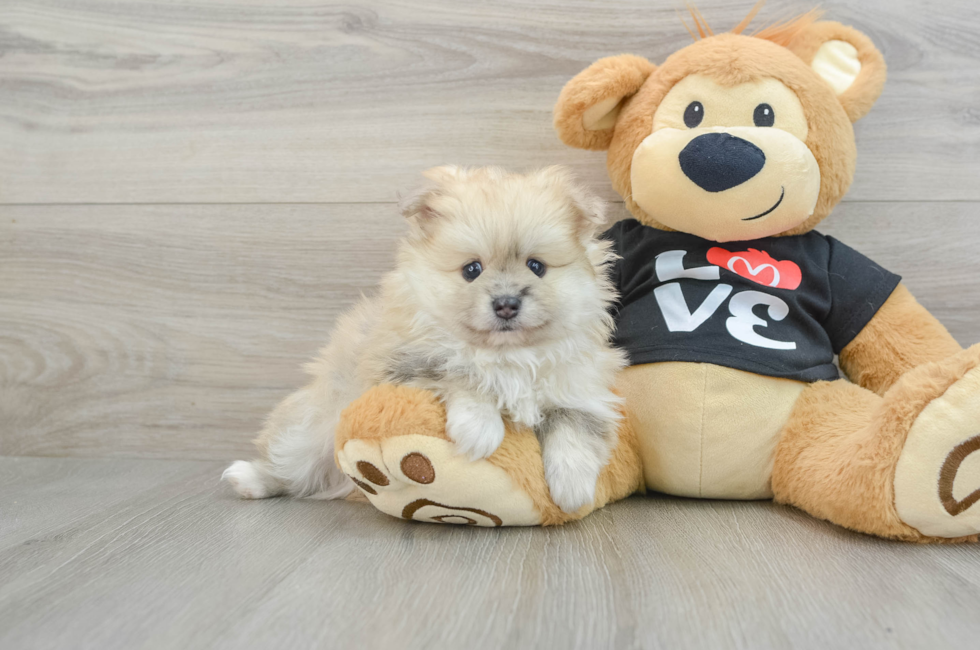 7 week old Pomeranian Puppy For Sale - Florida Fur Babies