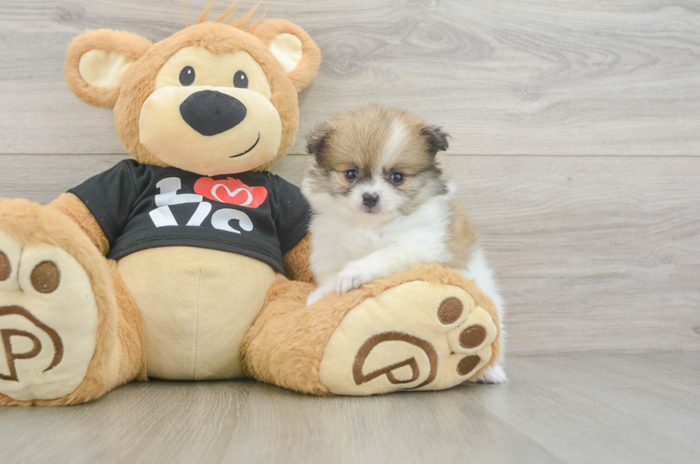 5 week old Pomeranian Puppy For Sale - Florida Fur Babies