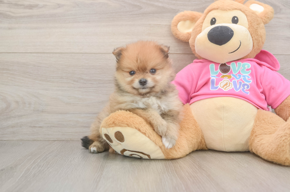 6 week old Pomeranian Puppy For Sale - Florida Fur Babies