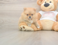 7 week old Pomeranian Puppy For Sale - Florida Fur Babies