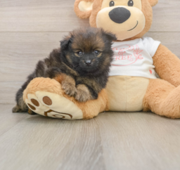 8 week old Pomeranian Puppy For Sale - Florida Fur Babies