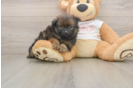 Funny Pomeranian Baby
