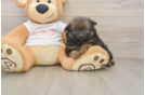 Popular Pomeranian Purebred Pup