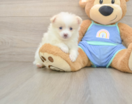 7 week old Pomeranian Puppy For Sale - Florida Fur Babies