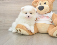 8 week old Pomeranian Puppy For Sale - Florida Fur Babies