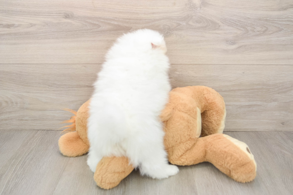 Hypoallergenic Pomeranian Purebred Pup