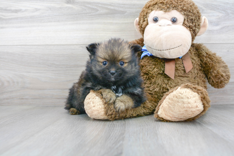 Meet Calico - our Pomeranian Puppy Photo 2/3 - Florida Fur Babies