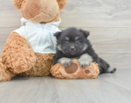 6 week old Pomeranian Puppy For Sale - Florida Fur Babies