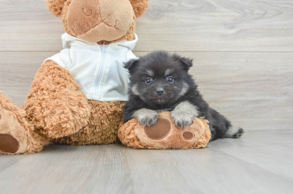 7 week old Pomeranian Puppy For Sale - Florida Fur Babies