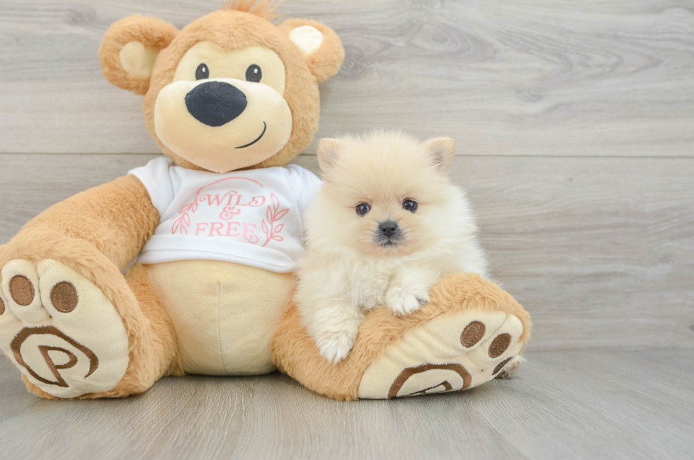 5 week old Pomeranian Puppy For Sale - Florida Fur Babies