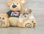 6 week old Pomeranian Puppy For Sale - Florida Fur Babies