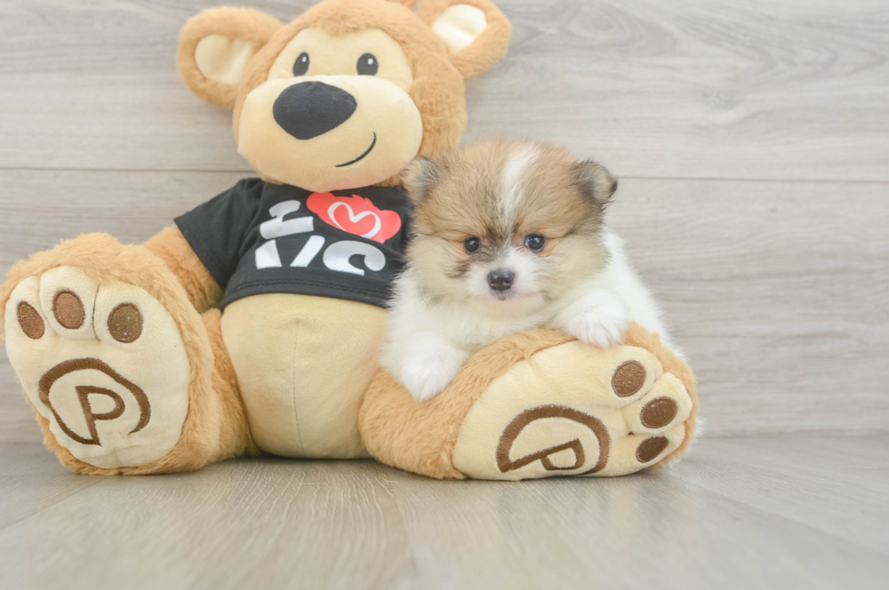 5 week old Pomeranian Puppy For Sale - Florida Fur Babies