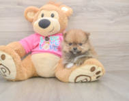 8 week old Pomeranian Puppy For Sale - Florida Fur Babies