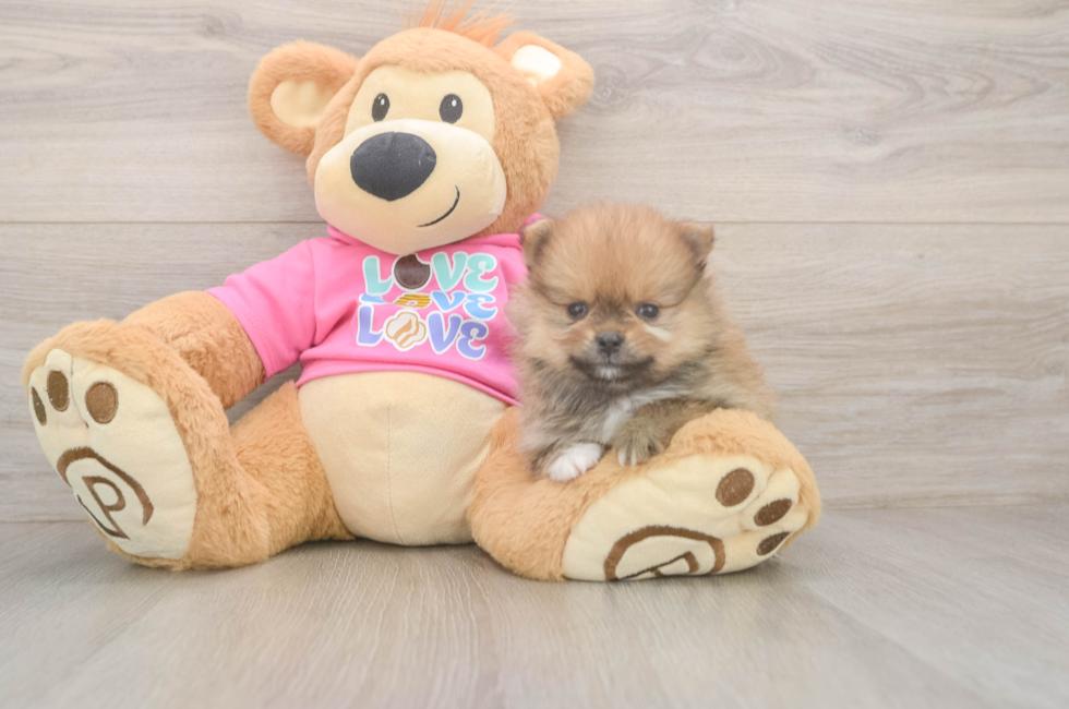 6 week old Pomeranian Puppy For Sale - Florida Fur Babies