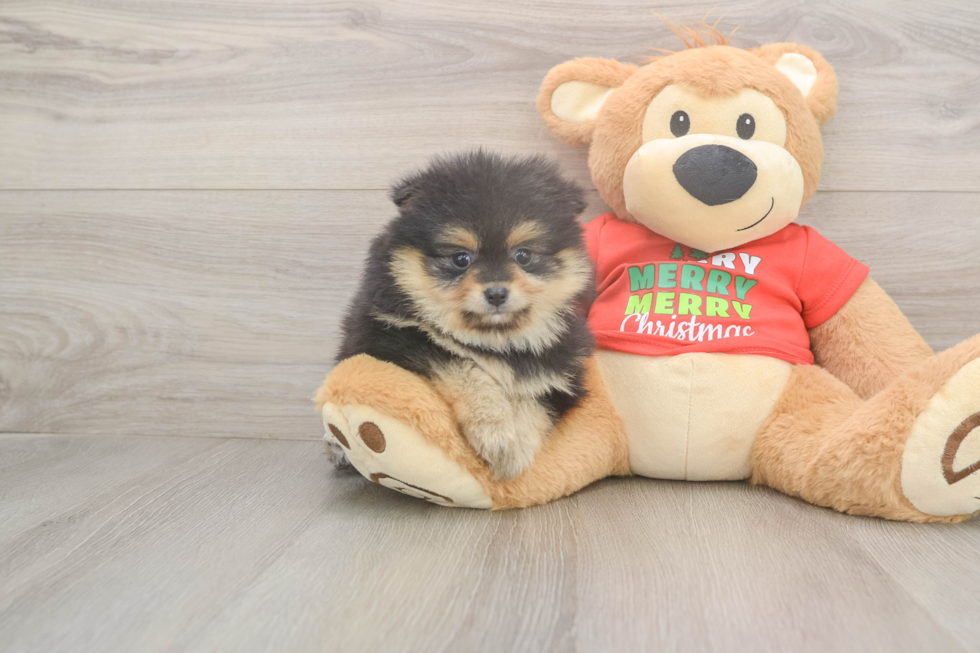 Funny Pomeranian Purebred Pup
