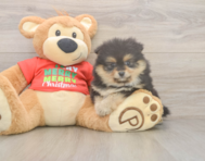 6 week old Pomeranian Puppy For Sale - Florida Fur Babies