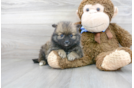 Meet Camron - our Pomeranian Puppy Photo 2/3 - Florida Fur Babies