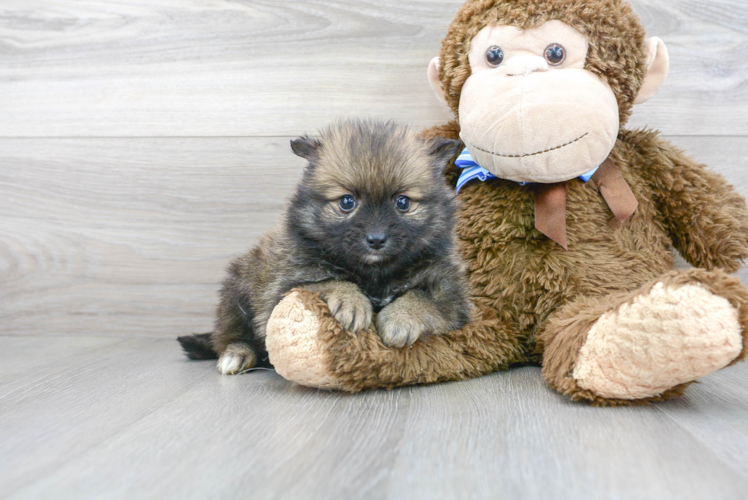 Meet Camron - our Pomeranian Puppy Photo 2/3 - Florida Fur Babies
