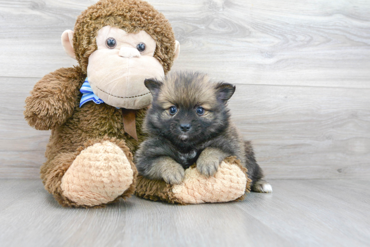 Meet Camron - our Pomeranian Puppy Photo 1/3 - Florida Fur Babies