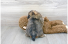 Meet Camron - our Pomeranian Puppy Photo 3/3 - Florida Fur Babies