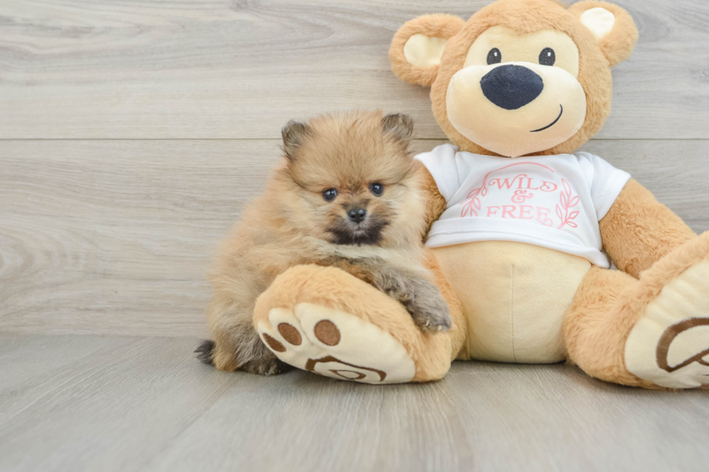 Meet Caprio - our Pomeranian Puppy Photo 1/3 - Florida Fur Babies